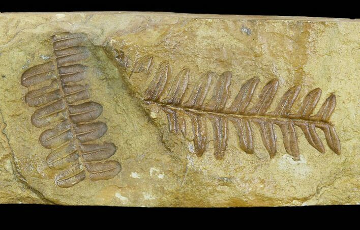 Pennsylvanian Seed Fern (Alethopteris) Fossil - Kansas #130261